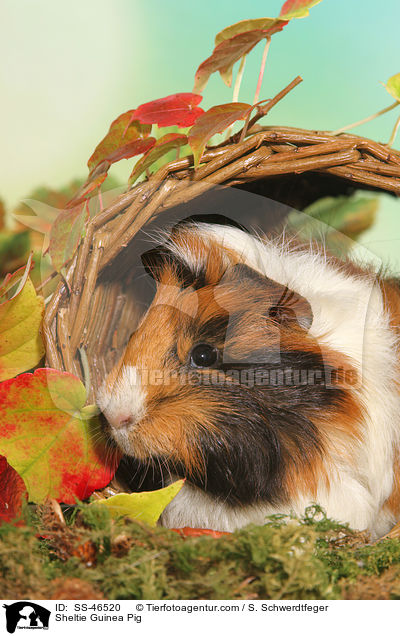 Sheltie Meerschweinchen / Sheltie Guinea Pig / SS-46520