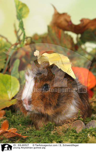 junges Rosettenmeerschwein / young Abyssinian guinea pig / SS-46527