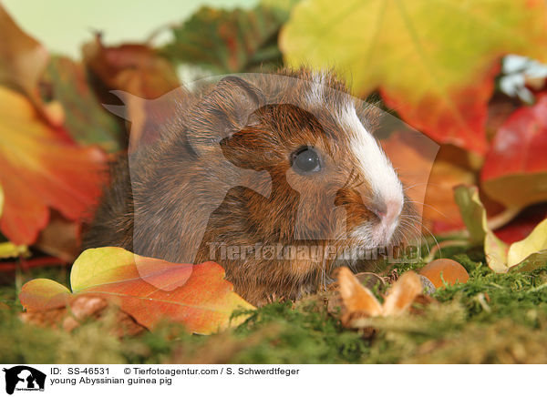 junges Rosettenmeerschwein / young Abyssinian guinea pig / SS-46531