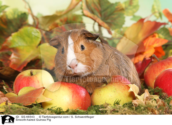 Glatthaarmeerschweinchen / Smooth-haired Guinea Pig / SS-46543