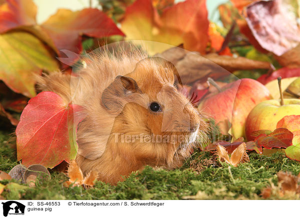 Angorameerschweinchen / guinea pig / SS-46553