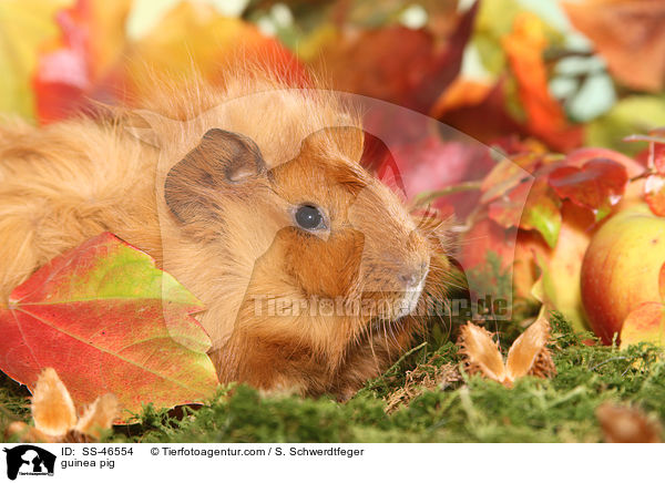 Angorameerschweinchen / guinea pig / SS-46554