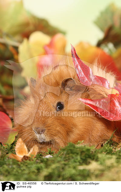 Angorameerschweinchen / guinea pig / SS-46556