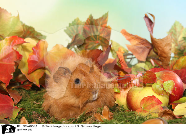 Angorameerschweinchen / guinea pig / SS-46561