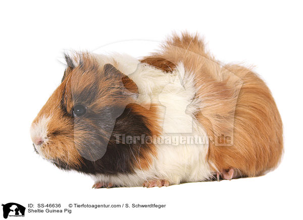 Sheltie Meerschweinchen / Sheltie Guinea Pig / SS-46636