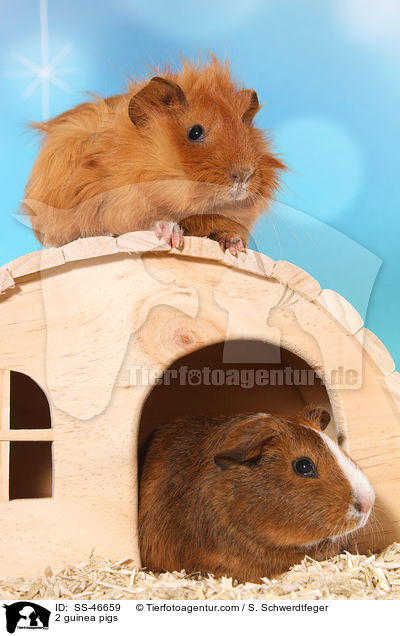 2 Meerschweinchen / 2 guinea pigs / SS-46659