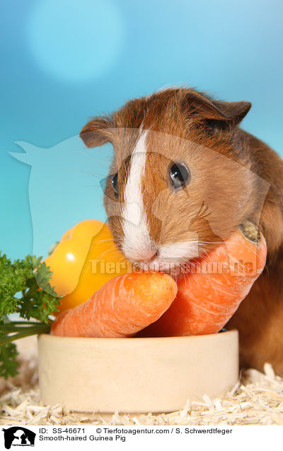 Smooth-haired Guinea Pig / SS-46671