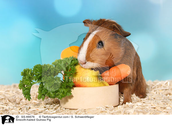 Glatthaarmeerschweinchen / Smooth-haired Guinea Pig / SS-46676