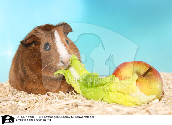 Smooth-haired Guinea Pig / SS-46686