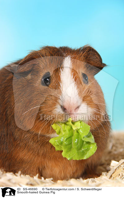 Smooth-haired Guinea Pig / SS-46690