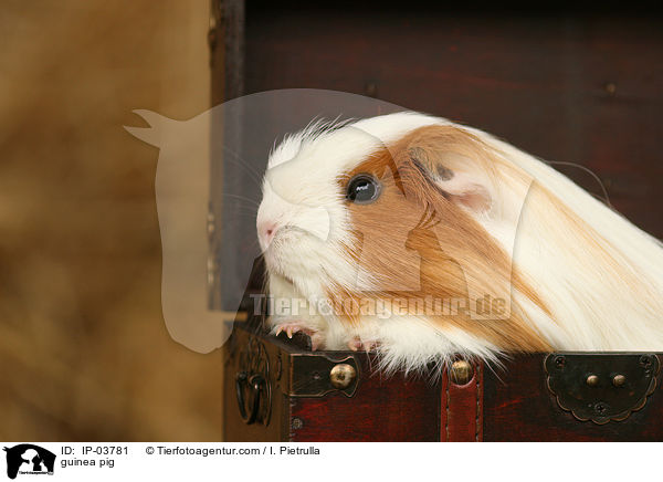 guinea pig / IP-03781