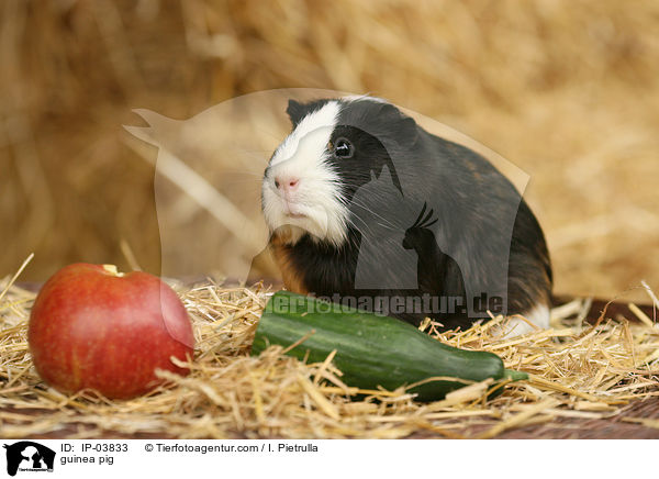 guinea pig / IP-03833