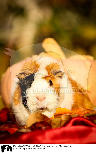 Meerschweinchen im Herbstlaub / guinea pig in autumn foliage / MW-01760