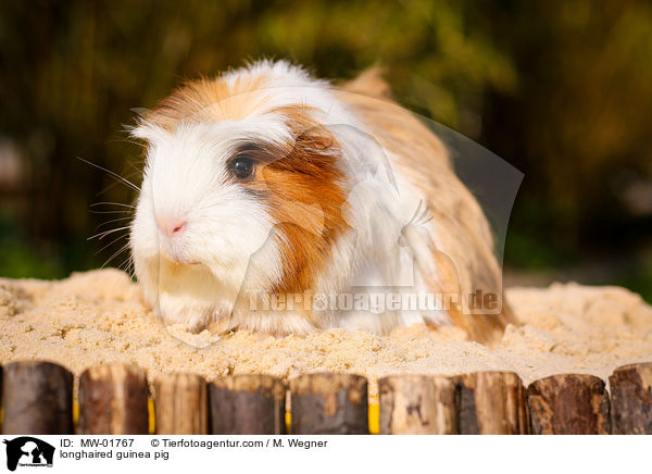 Langhaarmeerschweinchen / longhaired guinea pig / MW-01767