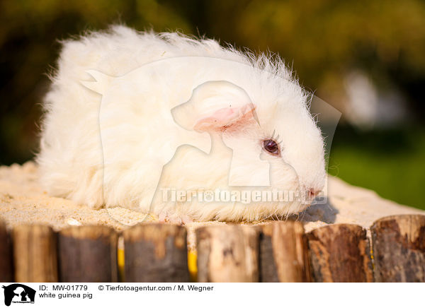 weies Meerschwienchen / white guinea pig / MW-01779