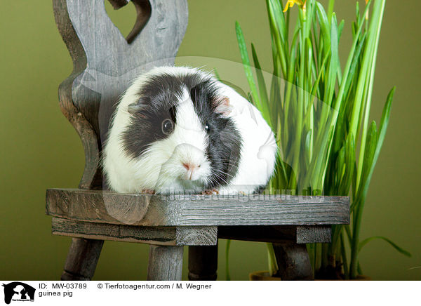 Meerschweinchen / guinea pig / MW-03789