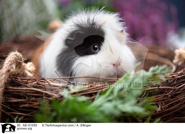 Meerschweinchen / guinea pig / AE-01050