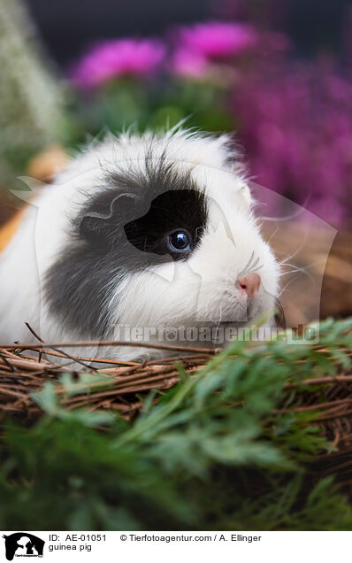 Meerschweinchen / guinea pig / AE-01051