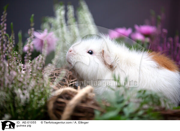 Meerschweinchen / guinea pig / AE-01055