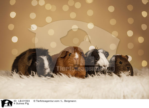 4 Meerschweinchen / 4 Guinea Pig / LB-01593