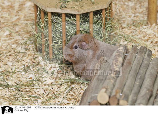 Glatthaarmeerschwein / Guinea Pig / KJ-01697