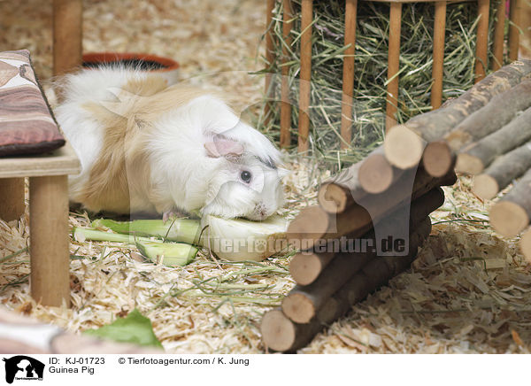 Meerschweinchen / Guinea Pig / KJ-01723