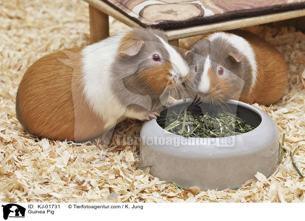 Glatthaarmeerschwein / Guinea Pig / KJ-01731