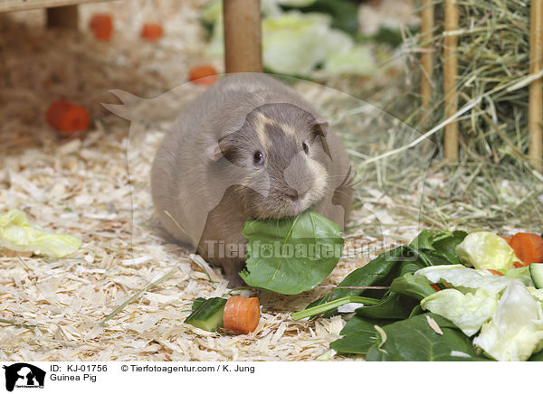 Glatthaarmeerschwein / Guinea Pig / KJ-01756