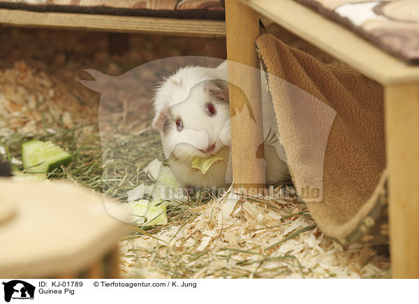 Glatthaarmeerschwein / Guinea Pig / KJ-01789