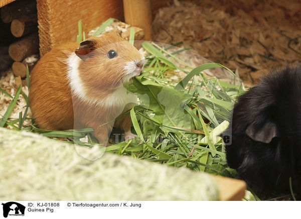 Guinea Pig / KJ-01808