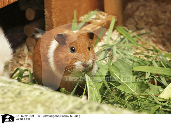 Glatthaarmeerschwein / Guinea Pig / KJ-01809