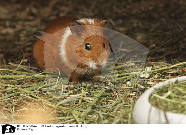 Glatthaarmeerschwein / Guinea Pig / KJ-02044