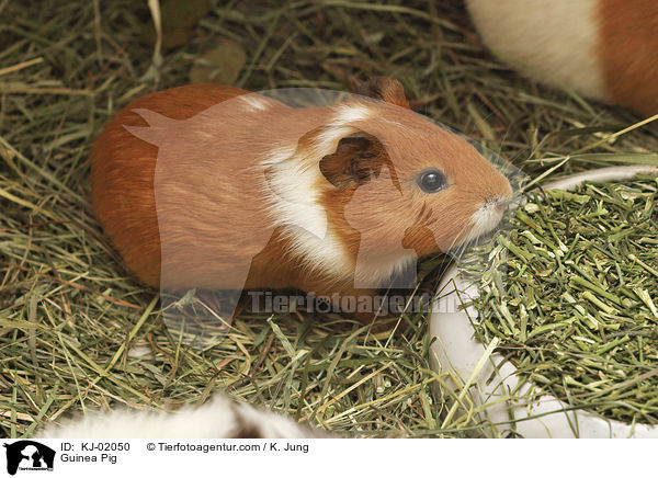 Glatthaarmeerschwein / Guinea Pig / KJ-02050