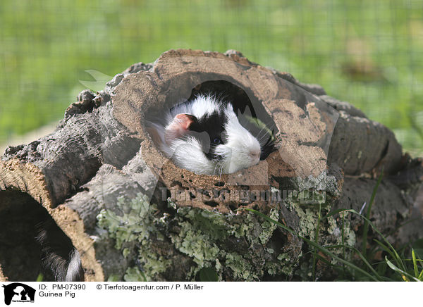 Meerschweinchen / Guinea Pig / PM-07390