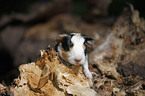 young guinea pig