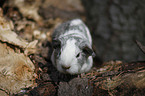 young guinea pig