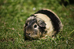 guinea pig