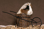 guinea pig