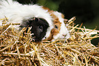 guinea pigs