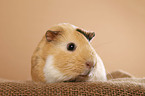 smooth-haired guinea pig