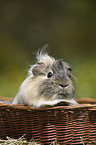 guinea pig