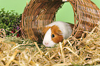 guinea pig