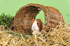 guinea pig