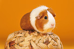 guinea pig