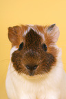 guinea pig