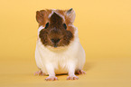 guinea pig