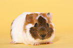 guinea pig