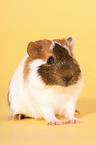 guinea pig