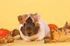 guinea pig