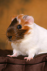 guinea pig